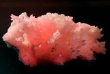 Pink Manganoan Calcite Crystal Cluster - Fluorescent! #361512-1